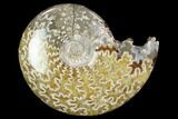 Polished, Agatized Ammonite (Cleoniceras) - Madagascar #97342-1